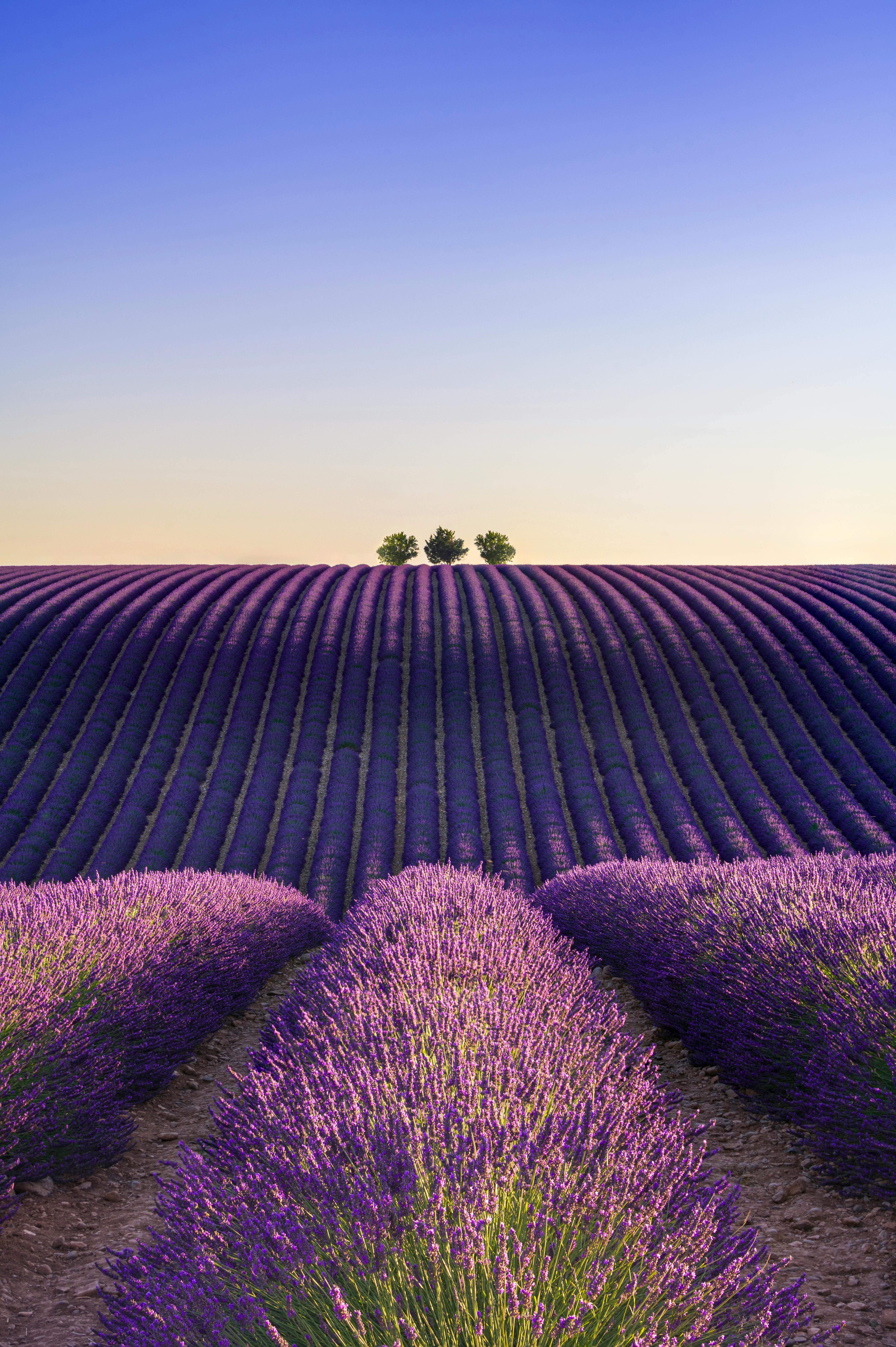 Provence.jpg