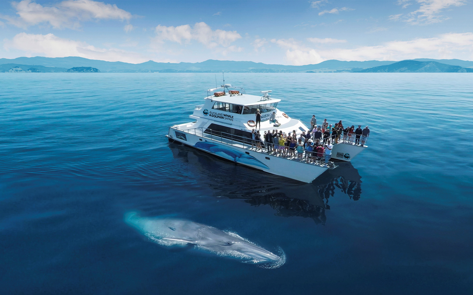 Best Cruises in Auckland | TickYourList