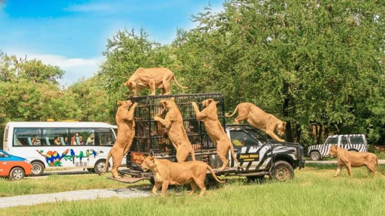 Safari.jpg
