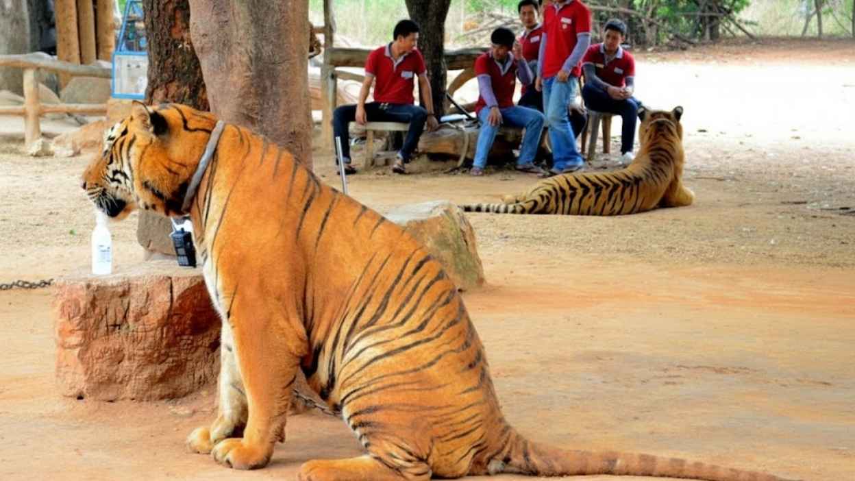 Wildlife.jpg